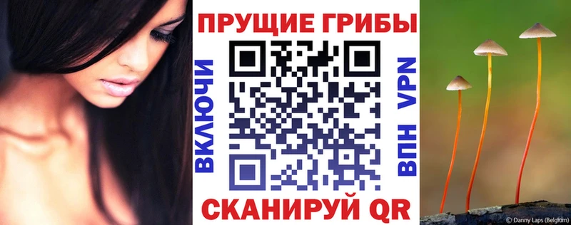 Галлюциногенные грибы Cubensis  ОМГ ОМГ ССЫЛКА  Урус-Мартан 